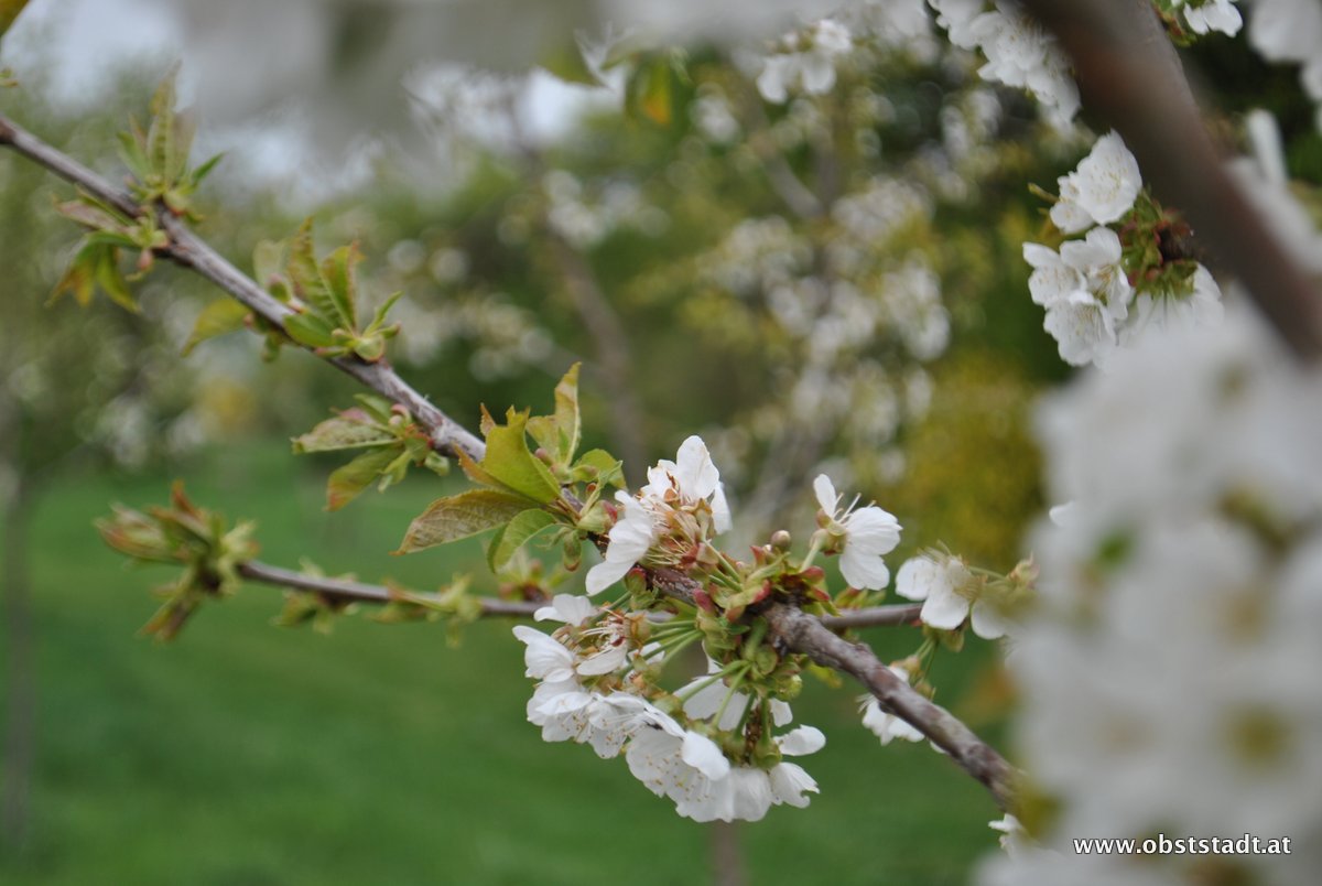 Obststadt Impression