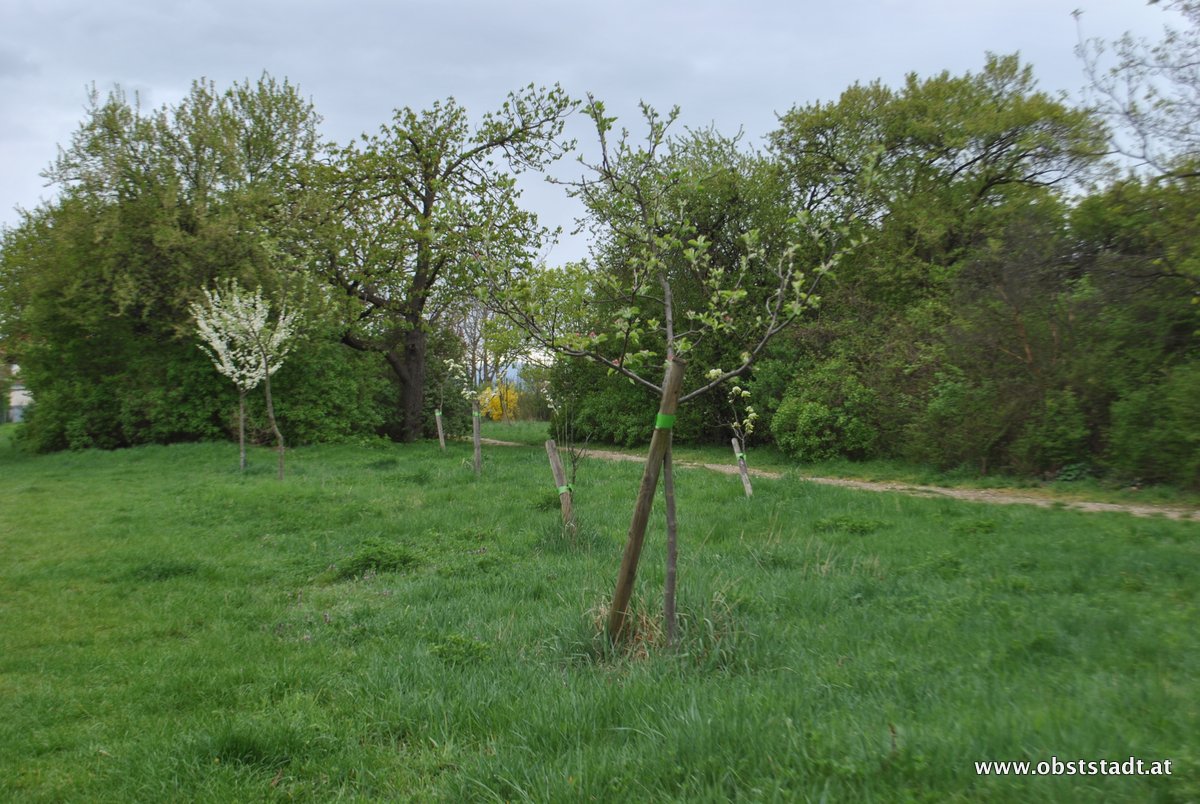 Obststadt Impression