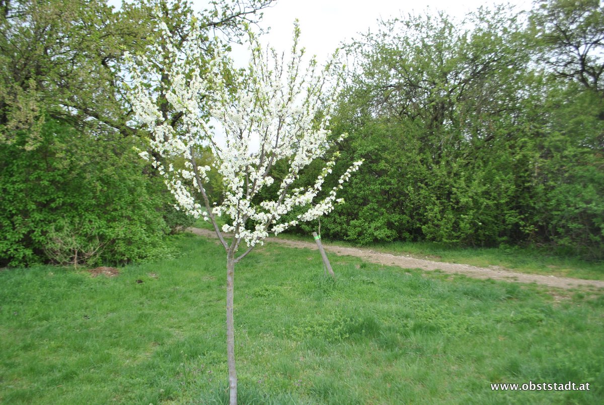 Obststadt Impression