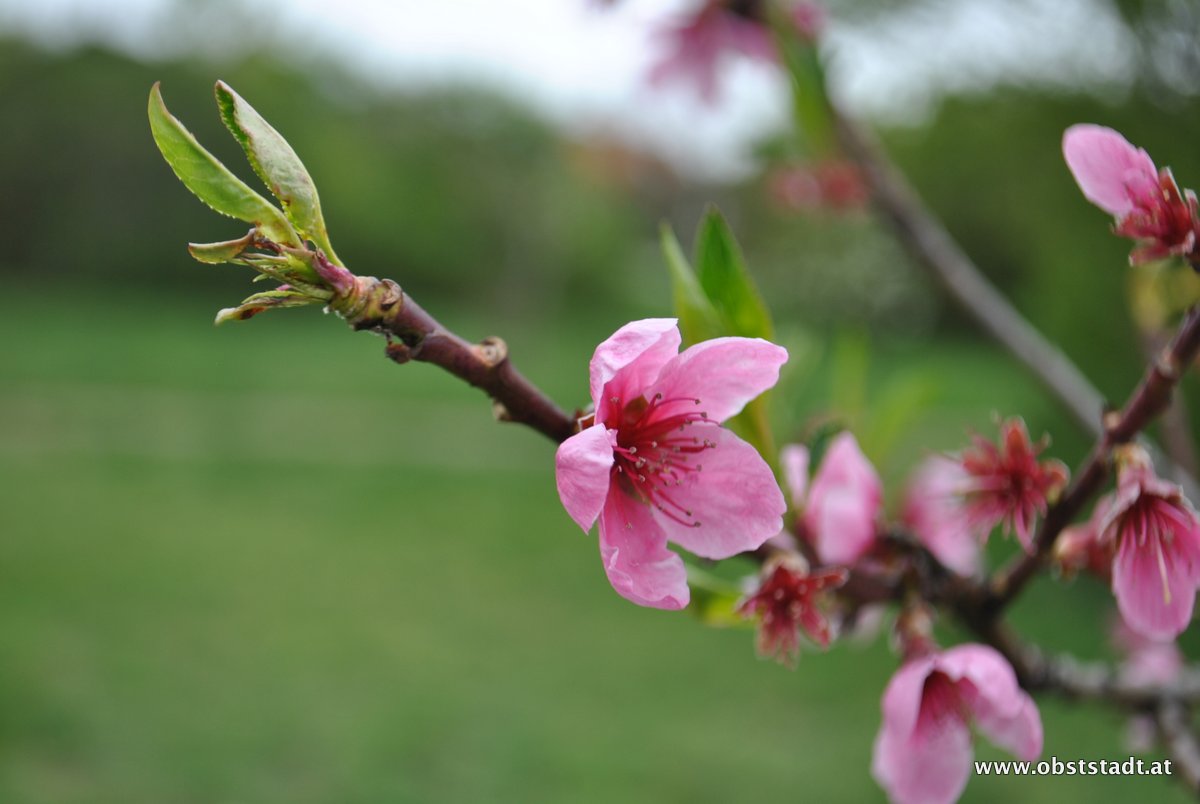 Obststadt Impression