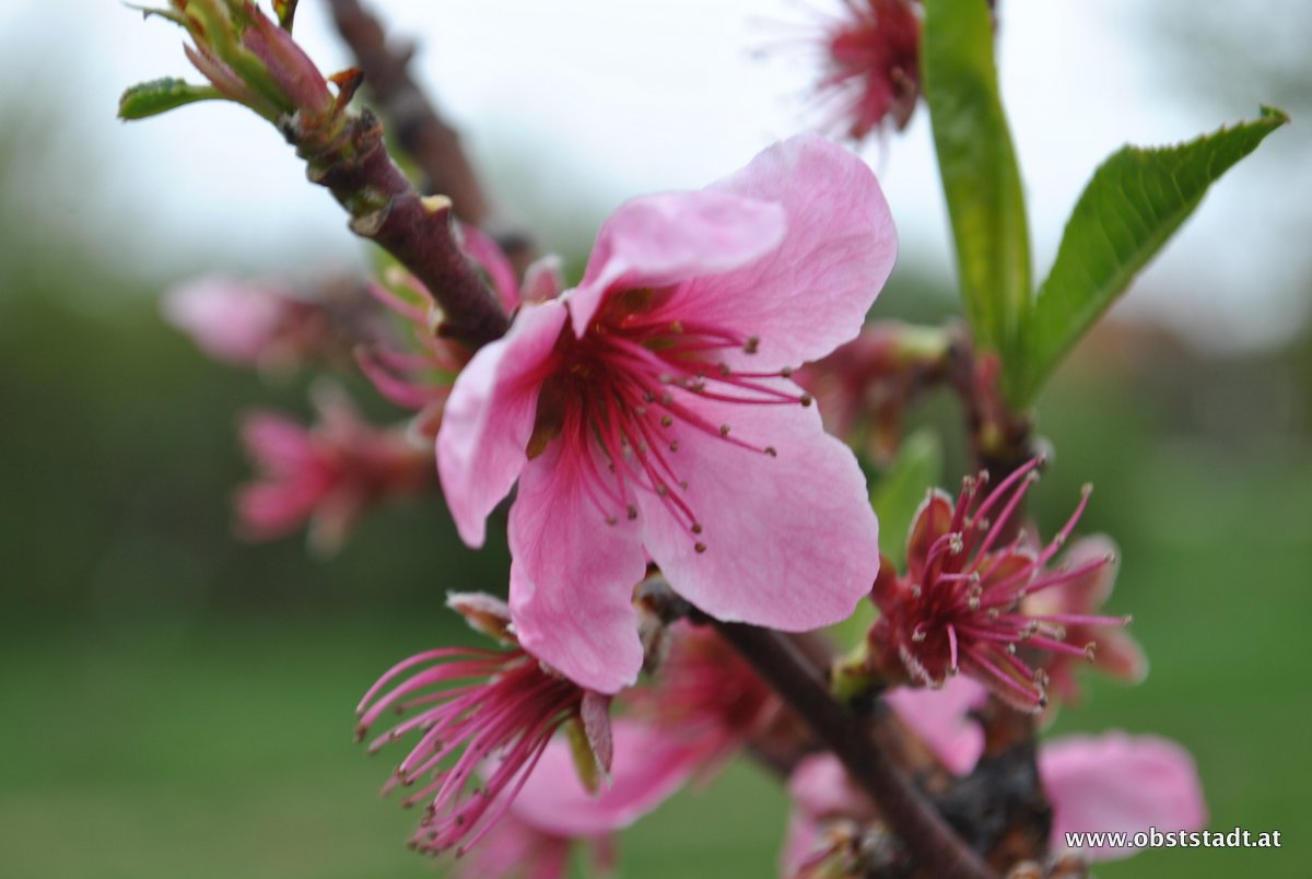 Obststadt Impression