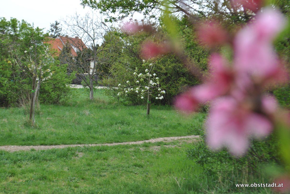 Obstbäume in der Obststadt