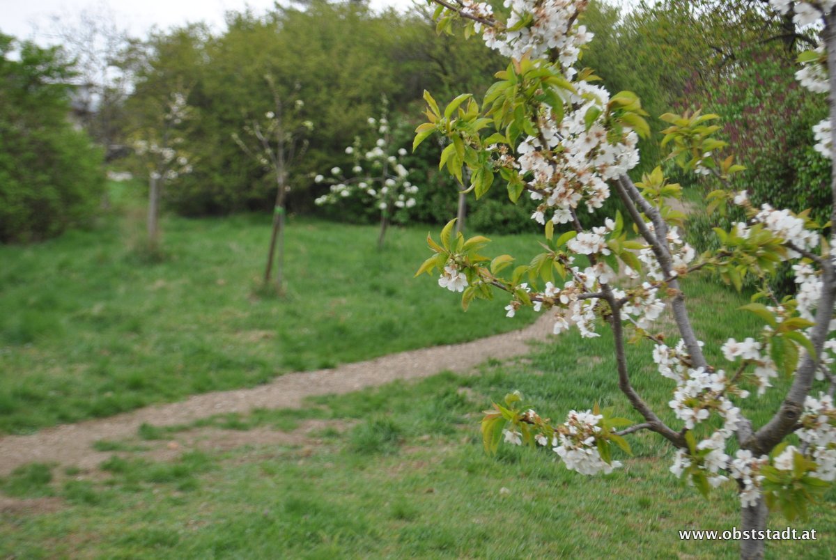 Obststadt Pflanzung