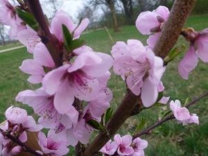 Obstbaum-Pflanzung in der Gemeinschaft