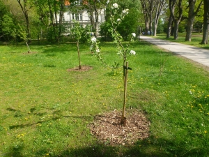 Pflanzaktion