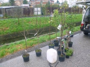 Obststadt Szene
