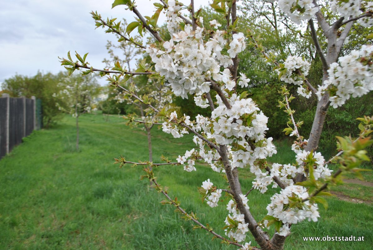 Pflanzung in Traiskirchen